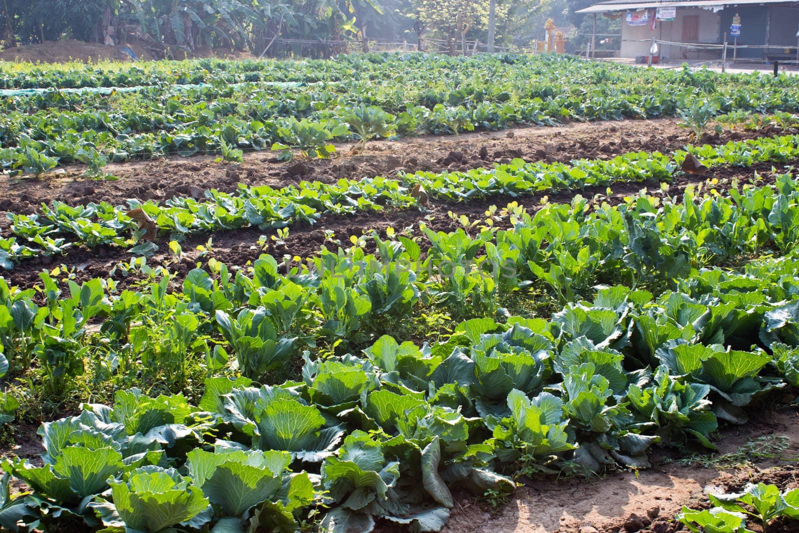 Cabbage garden.
The vegetables are healthy and non-toxic.