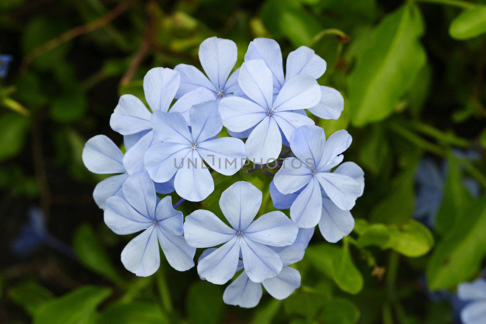 blooming blue flowers by bajita111122