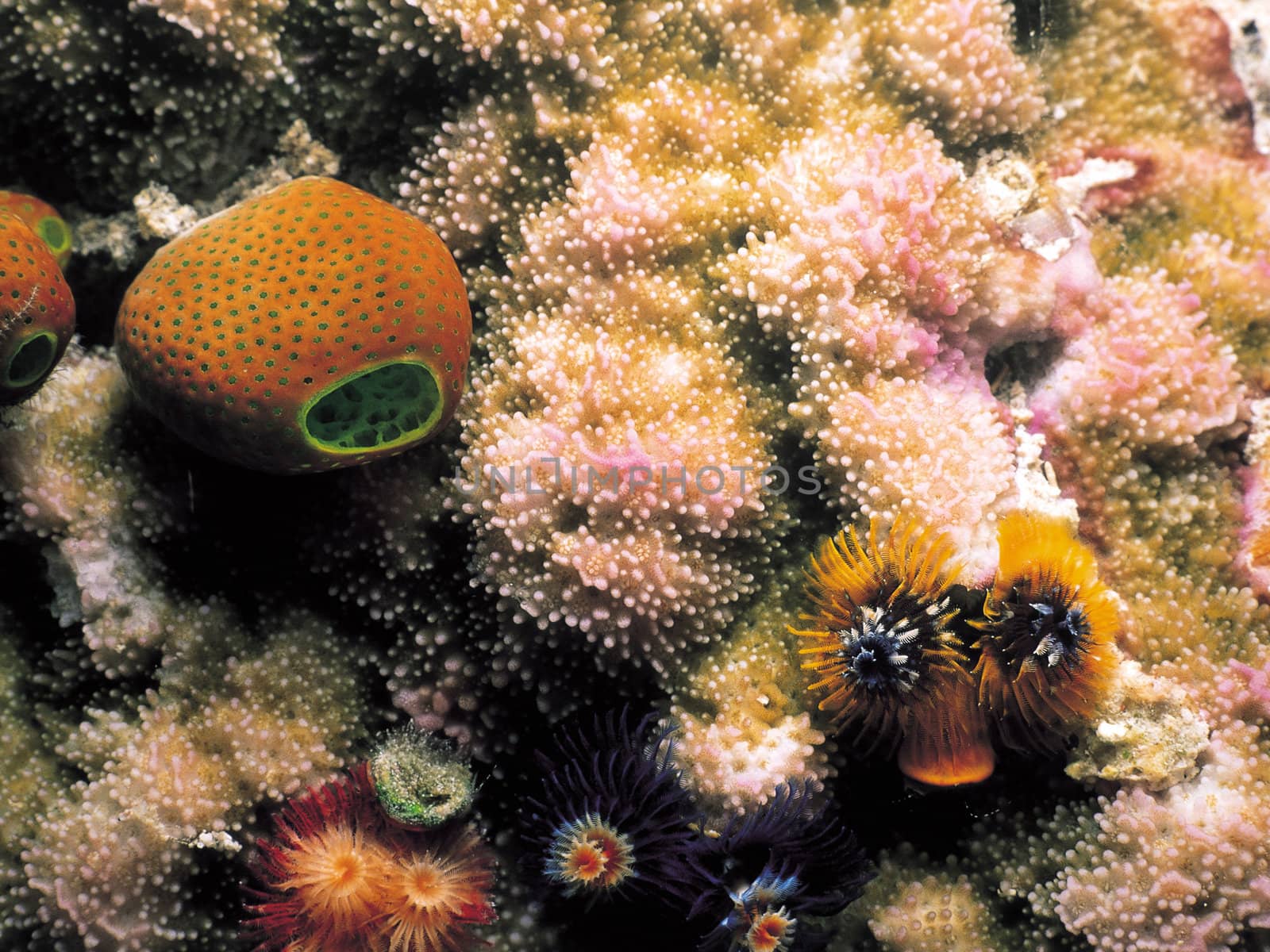 Corals