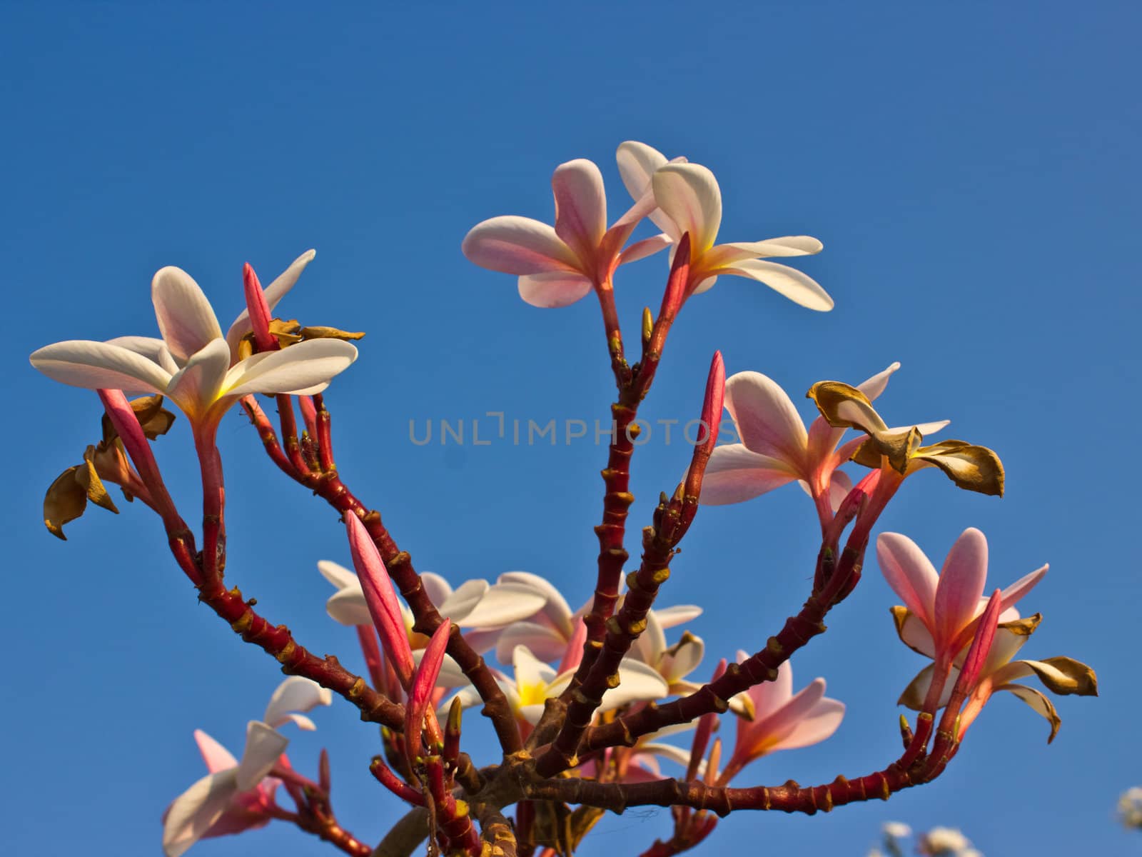 Branch of tropical flowers frangipani (plumeria) on blue sky