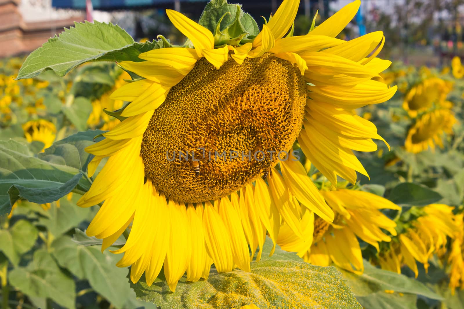 Close up of bee on sunflower in garden