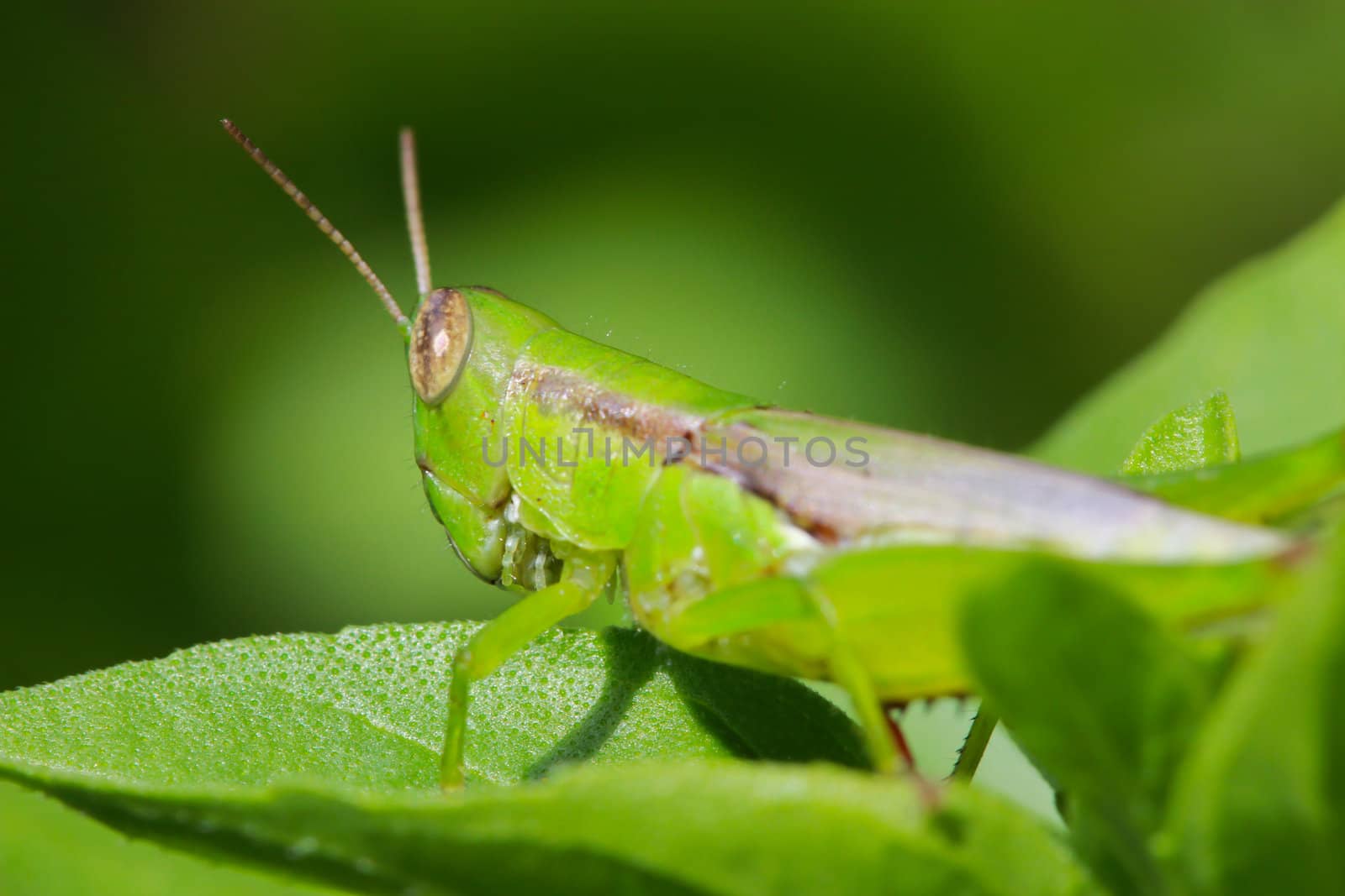 Macro of yellow grasshopper