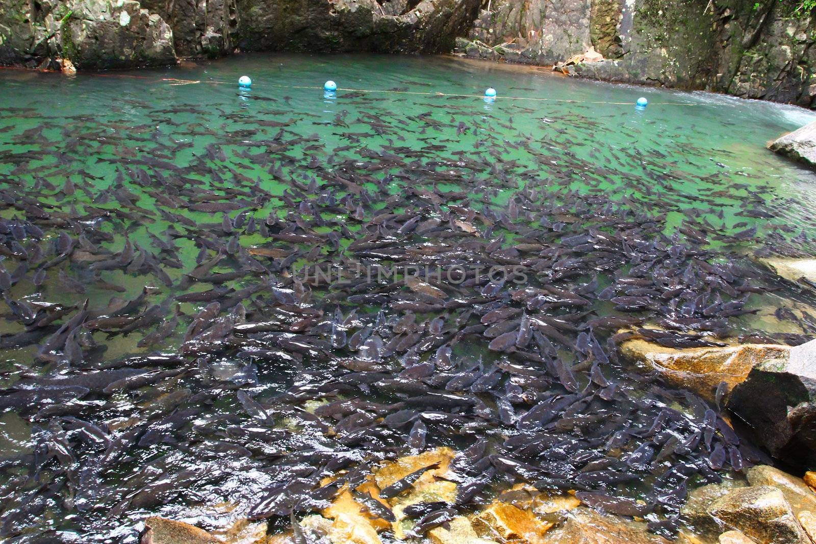 A school of Mahseer Barb fish in Pliew Waterfall National Park,