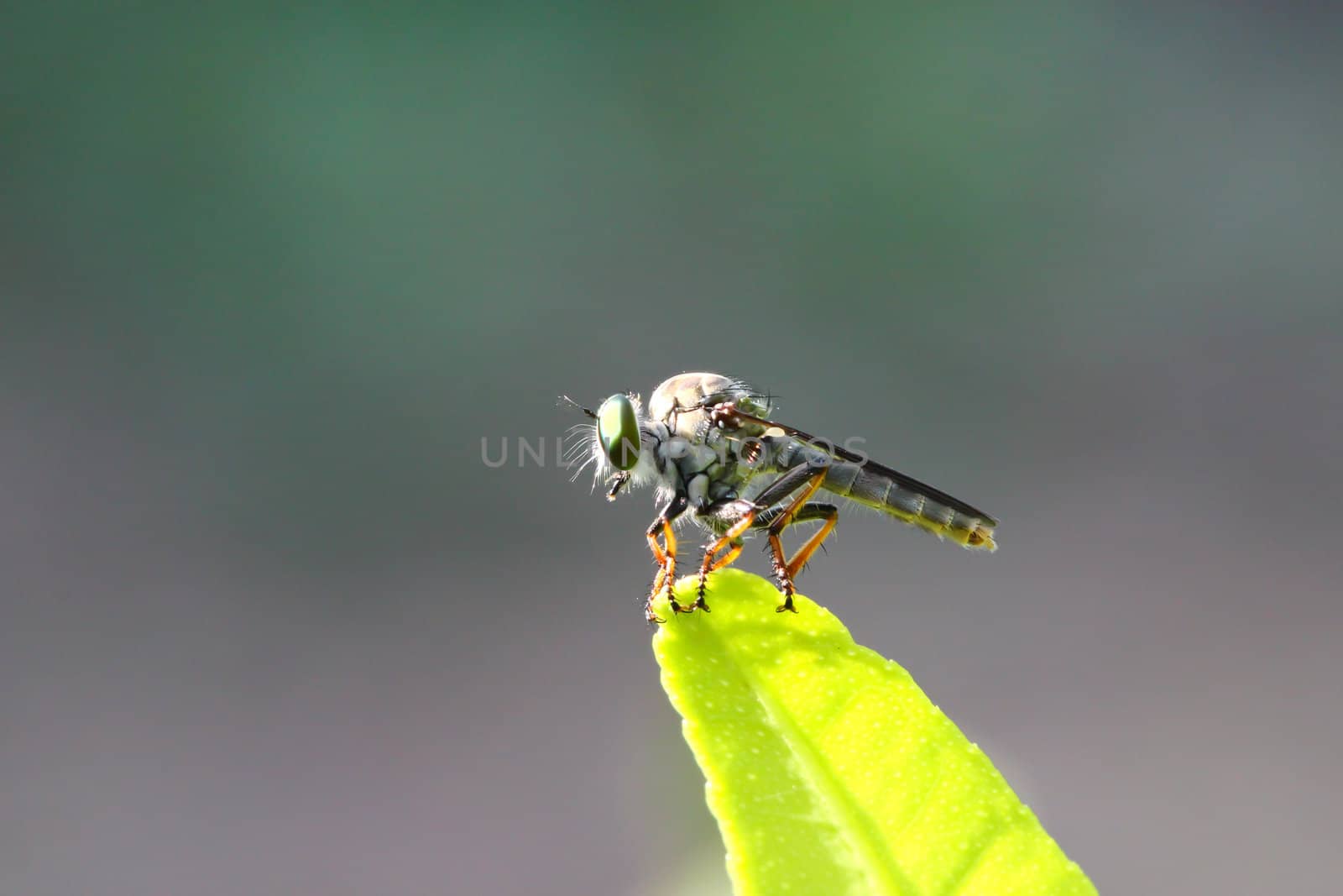 fly macro on green leaves. by bajita111122