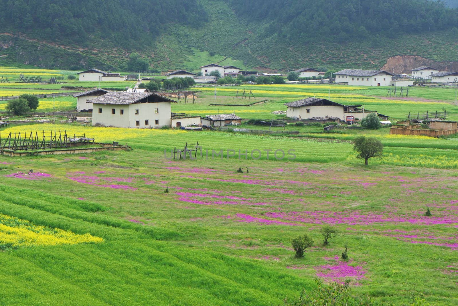 Landscape of Shangri-La tibetan village by raywoo