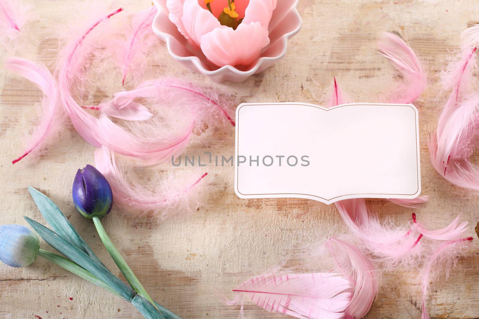 Pink bird feather on beige background  with frame and woody tulip