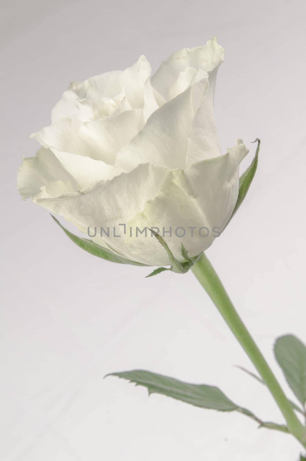 White Rose by Jez22