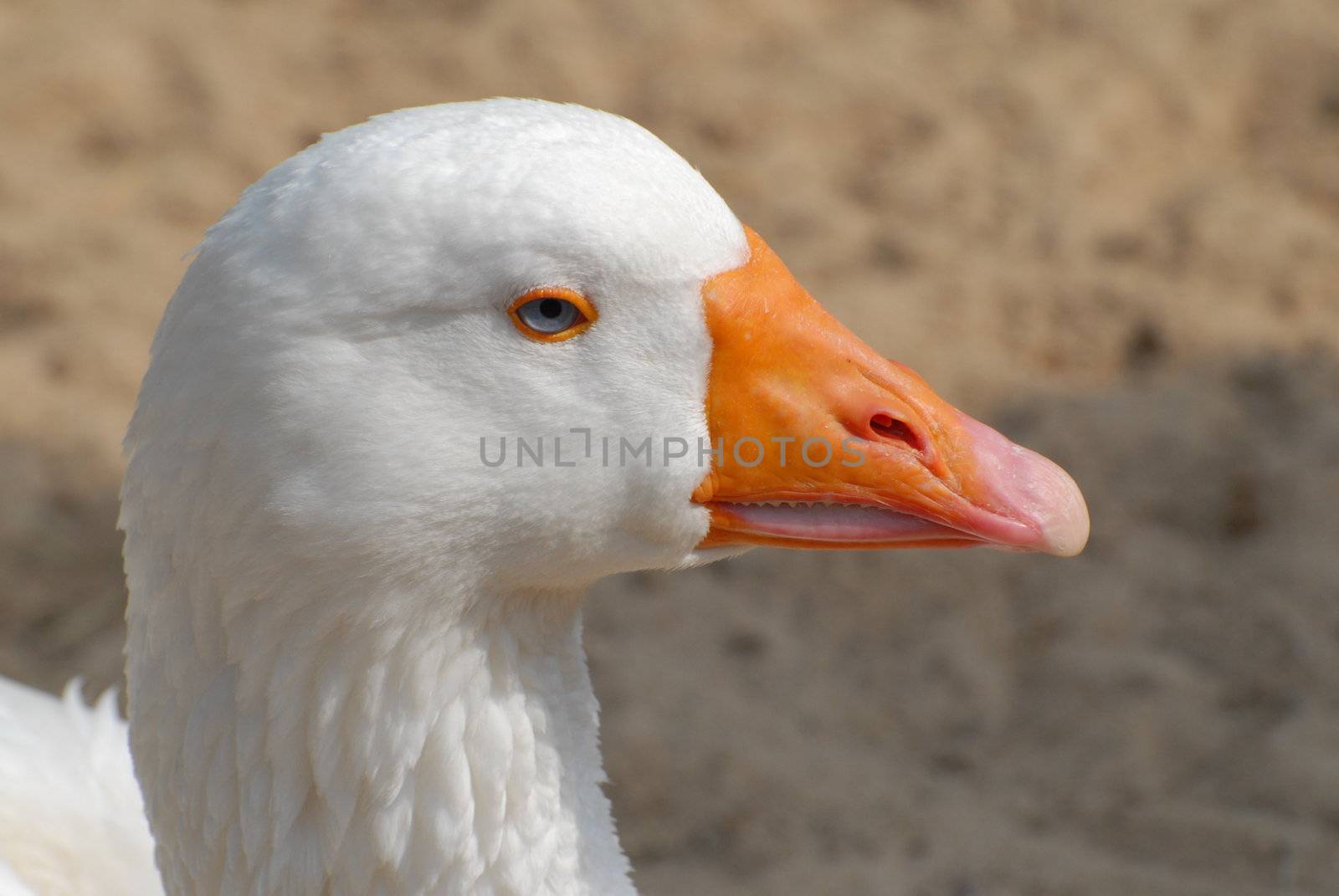 Ducks head by Bildehagen