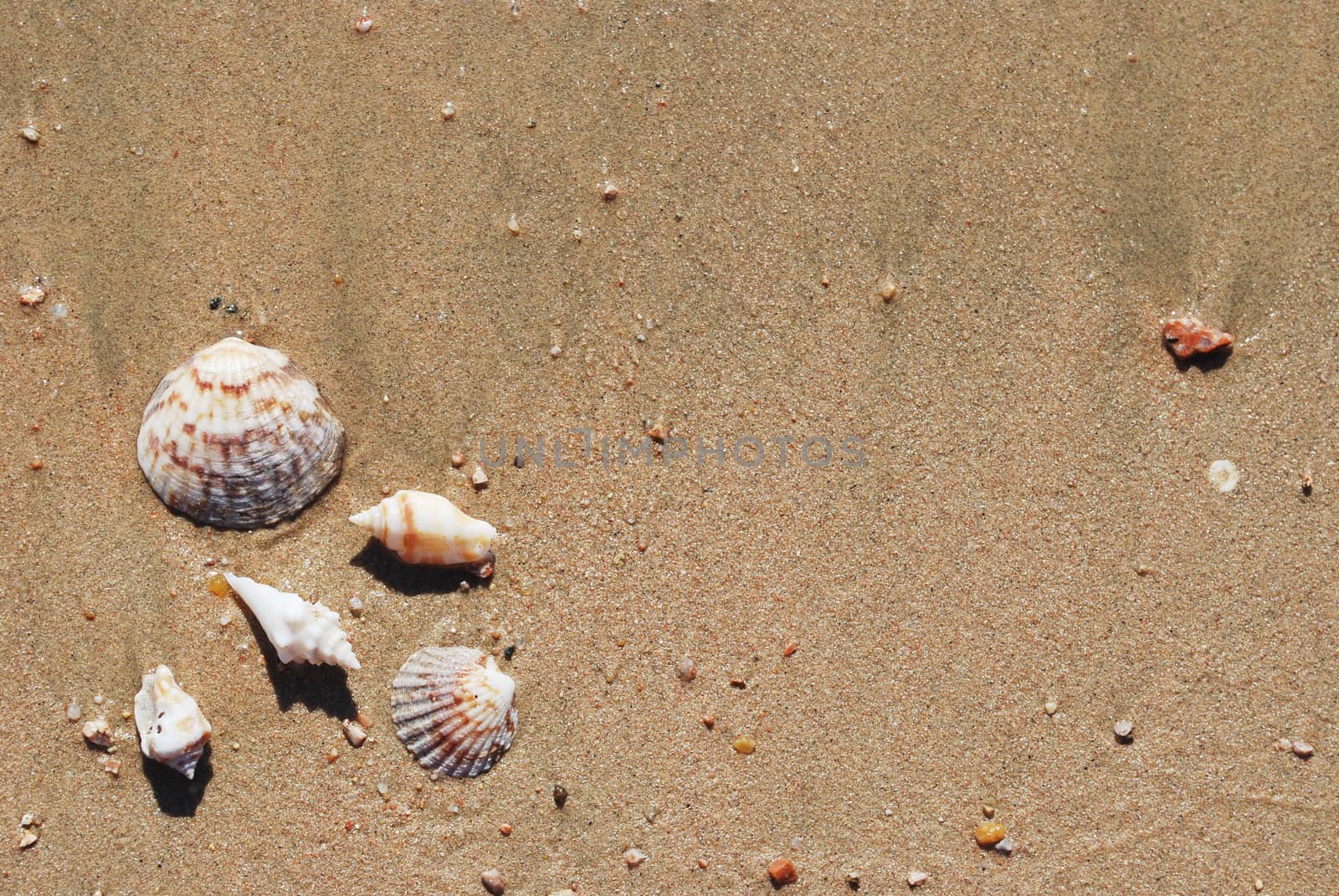 different seashells on a beach sand, marine landscape  by svtrotof