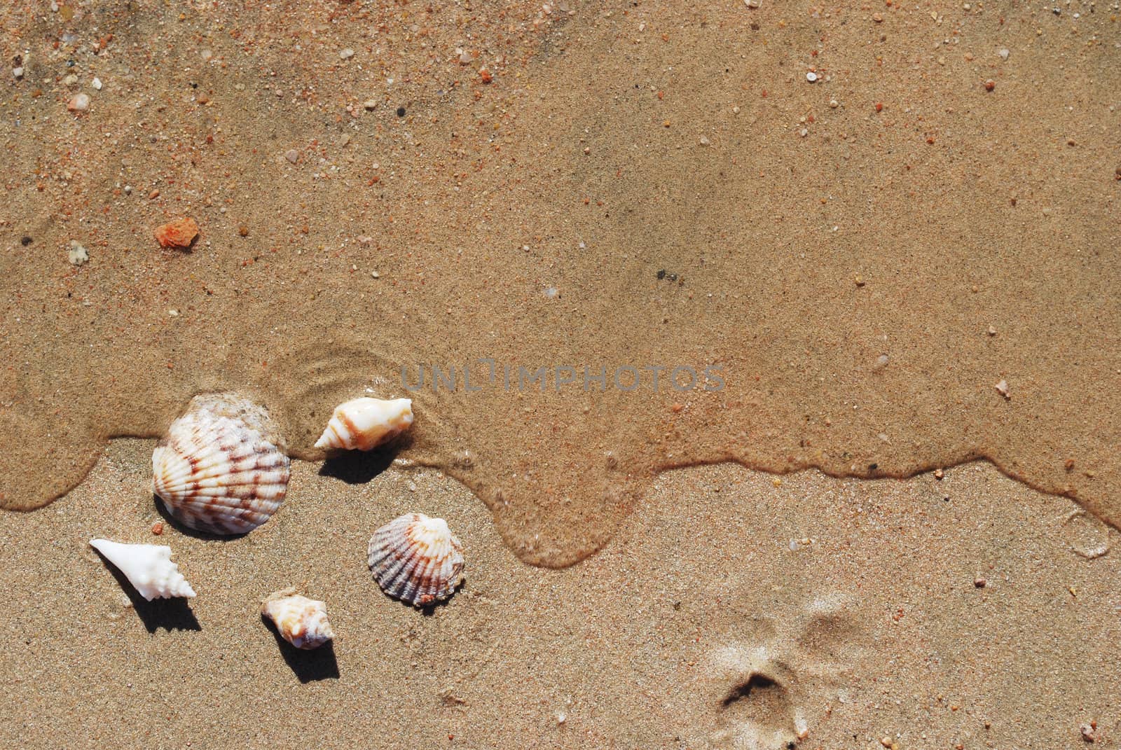 different seashells on a beach sand, marine landscape 