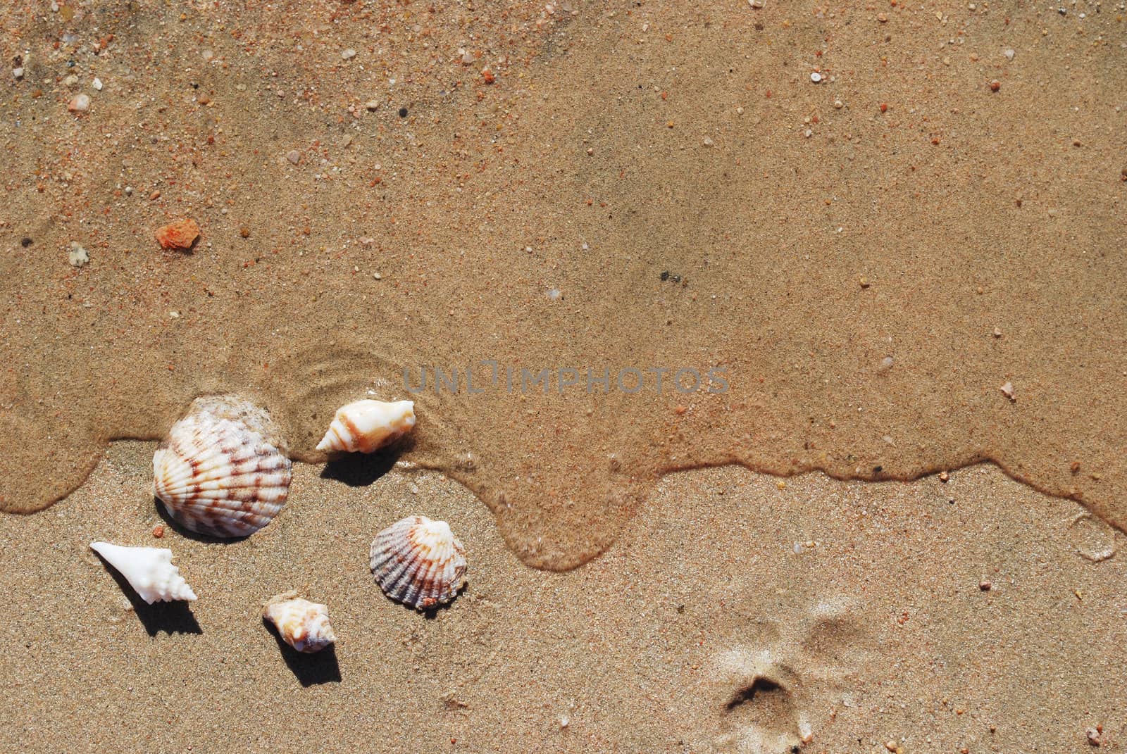 different seashells on a beach sand, marine landscape  by svtrotof