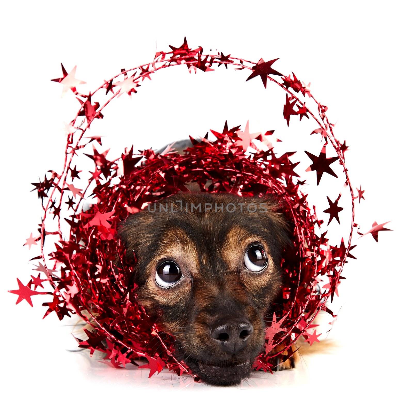 Decorative dog with ornament from tinsel and stars by Azaliya