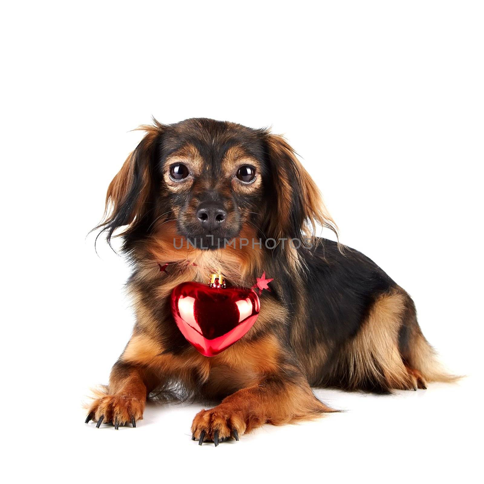 Decorative dog with red heart by Azaliya