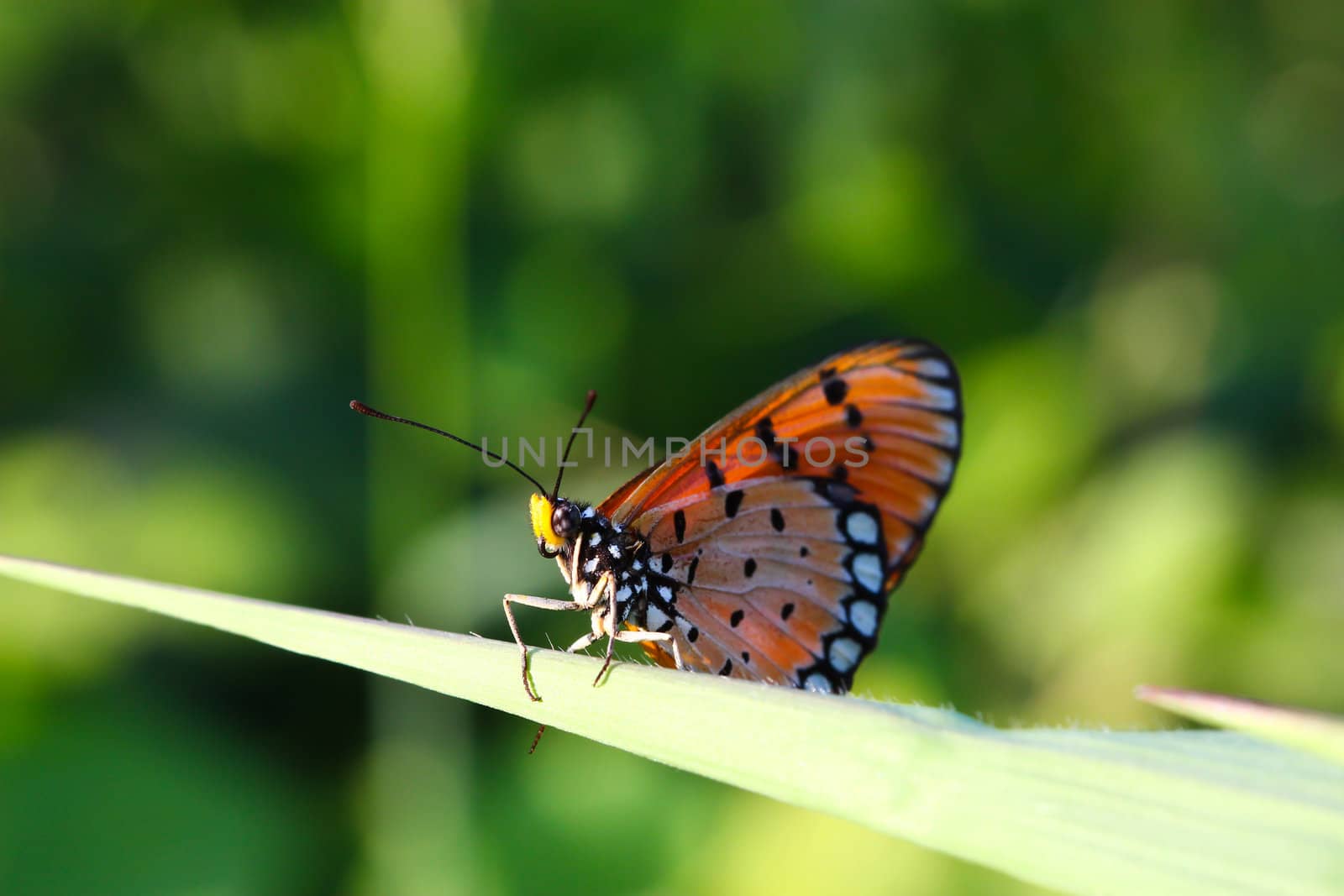 A butterfly resting on  leaf.