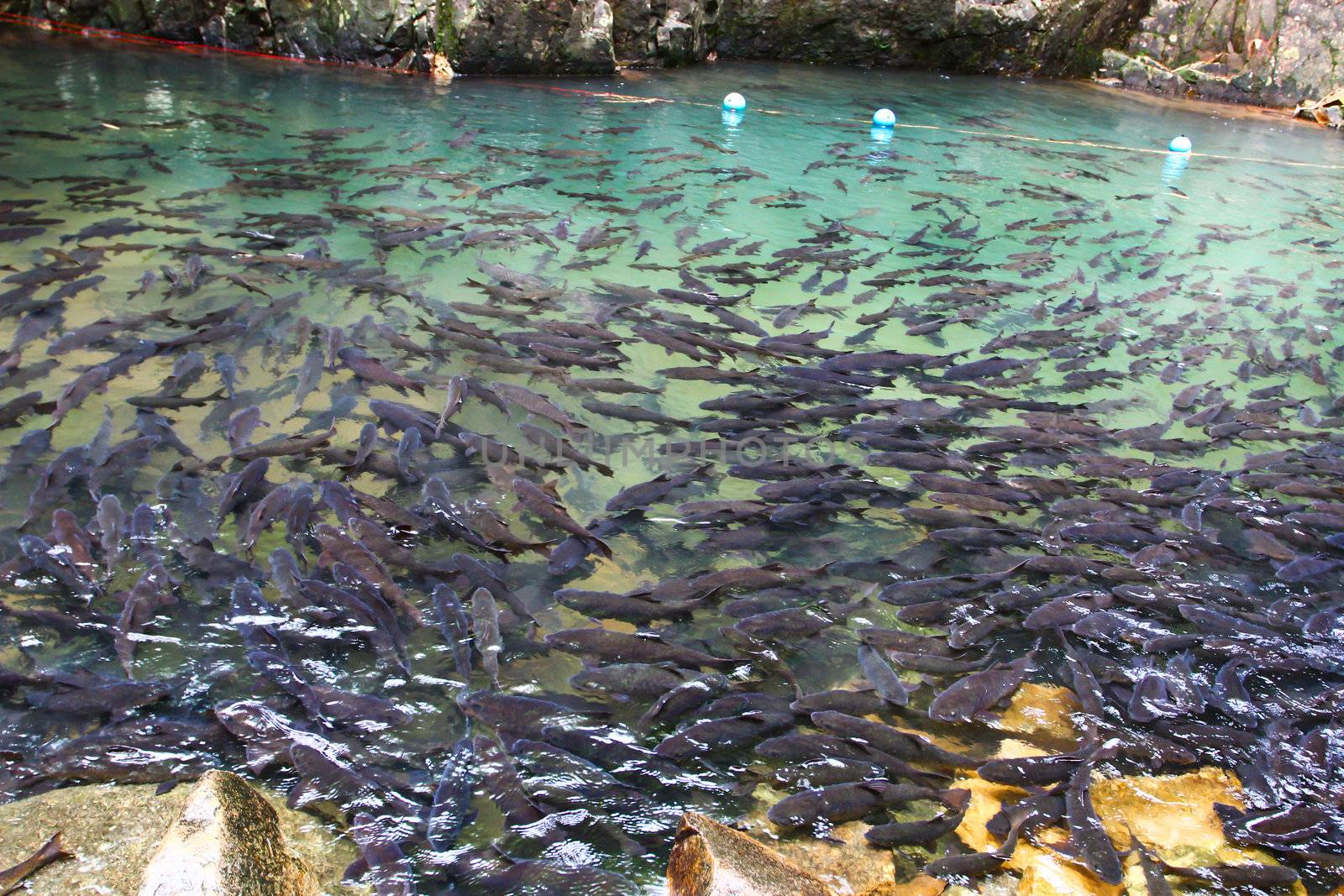 A school of Mahseer Barb fish in Pliew Waterfall National Park, by bajita111122