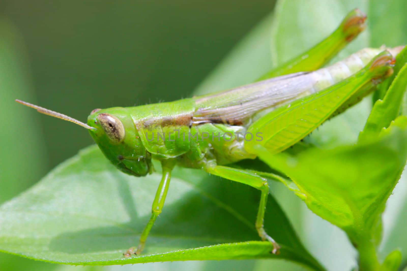 Macro of grasshopper