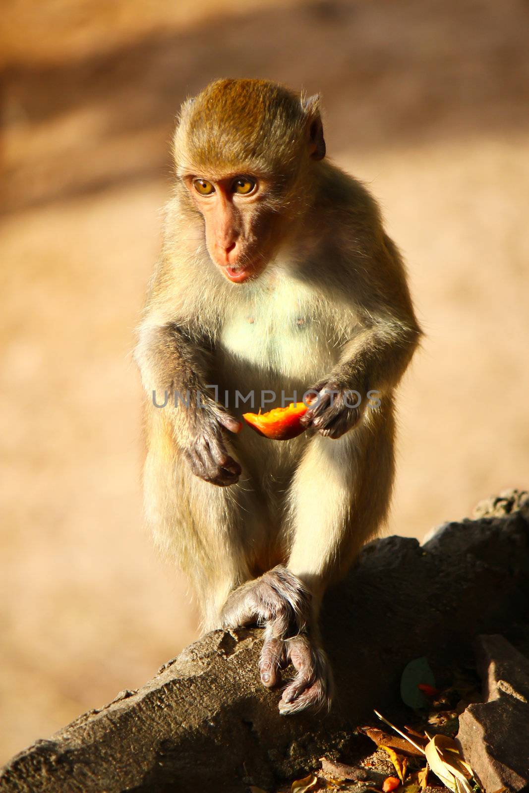little monkey by bajita111122