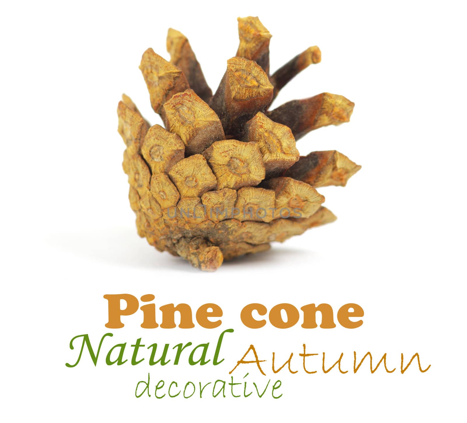 Pine cone isolated on white, clipping path included