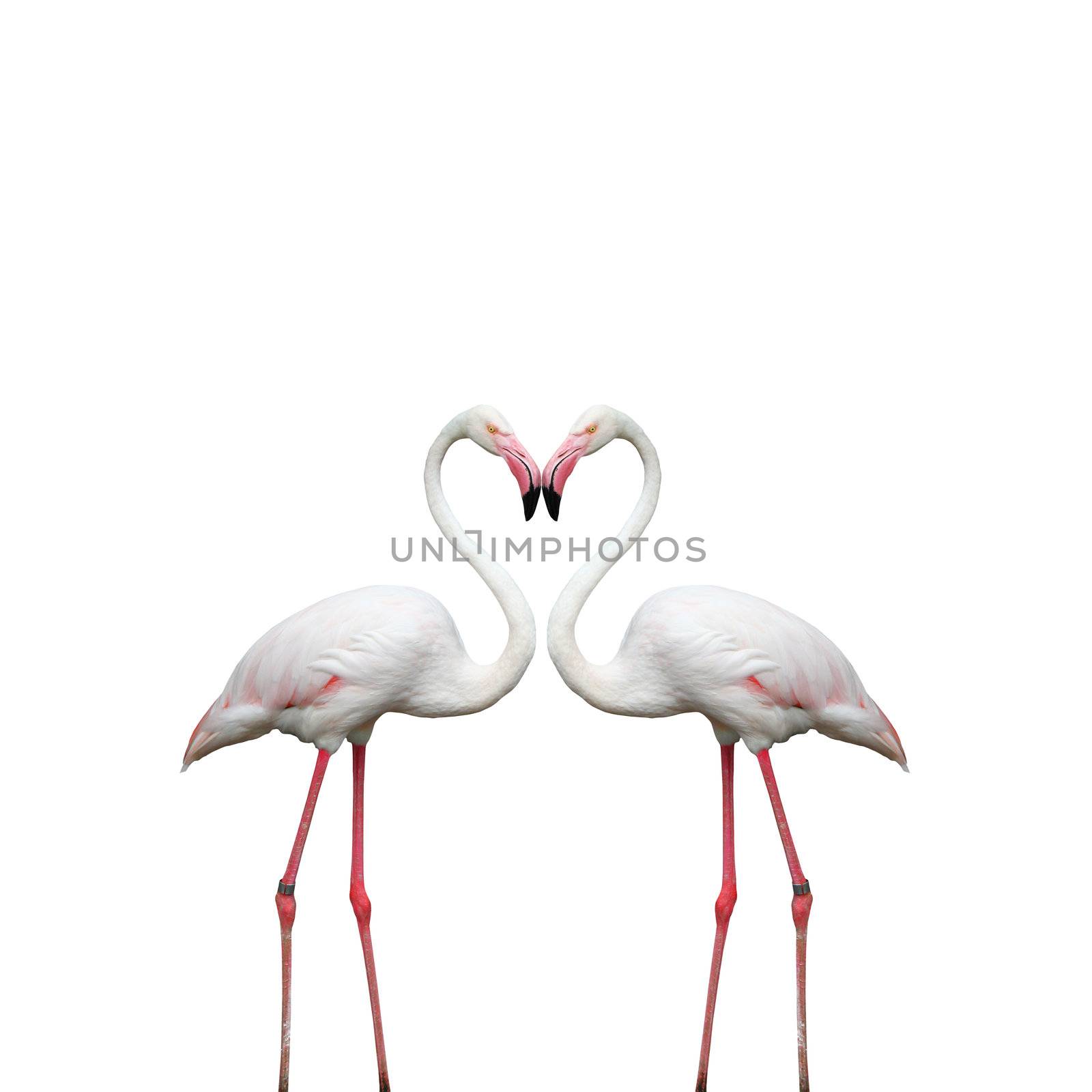 Two colorful flamingos looking at each other and building a hear