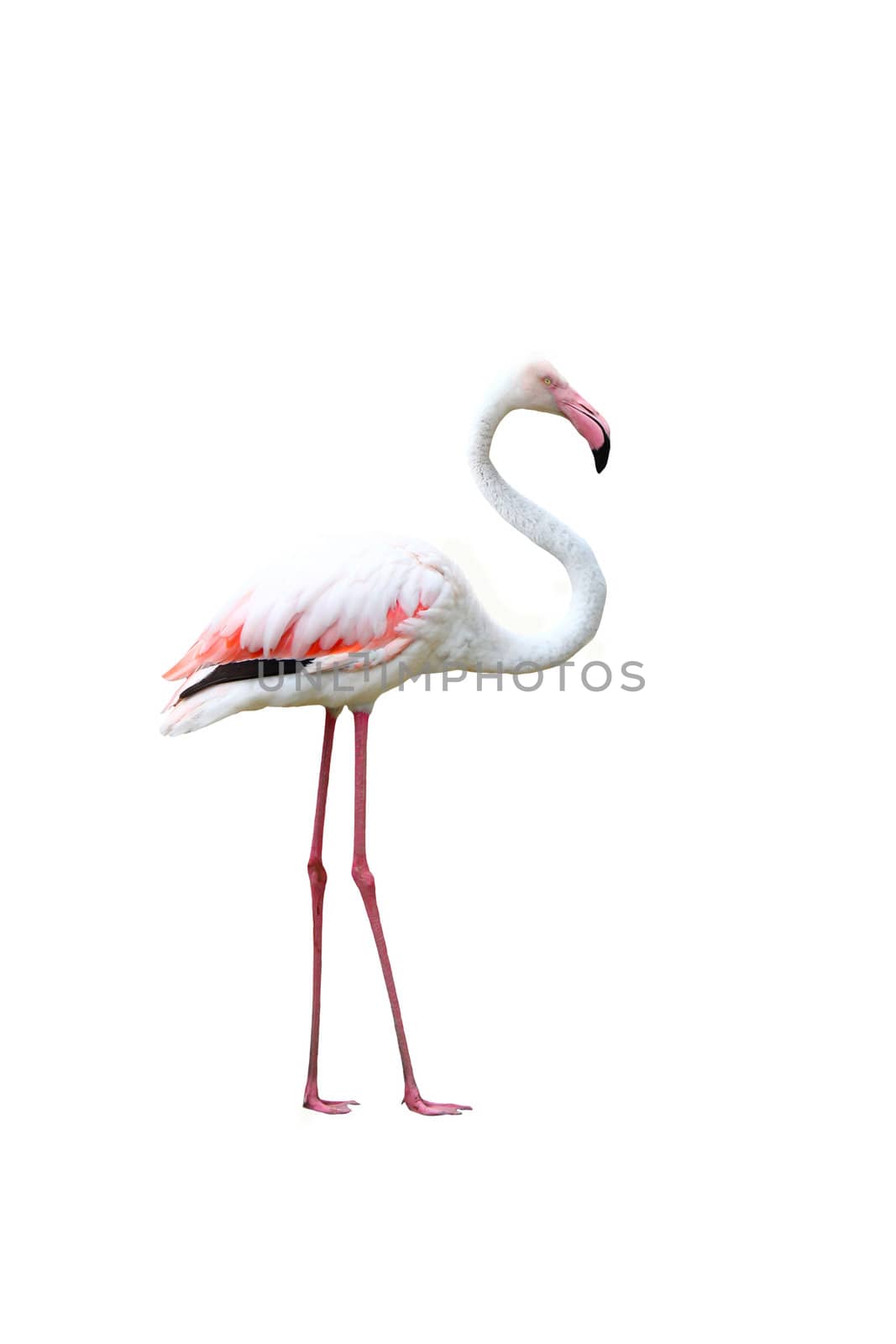Bird flamingo walking on a white background by bajita111122