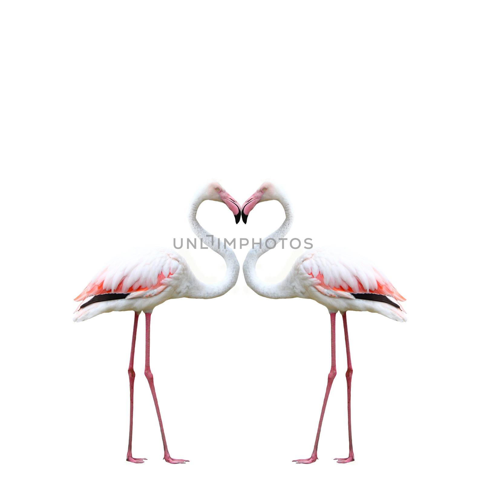 Two colorful flamingos looking at each other and building a hear