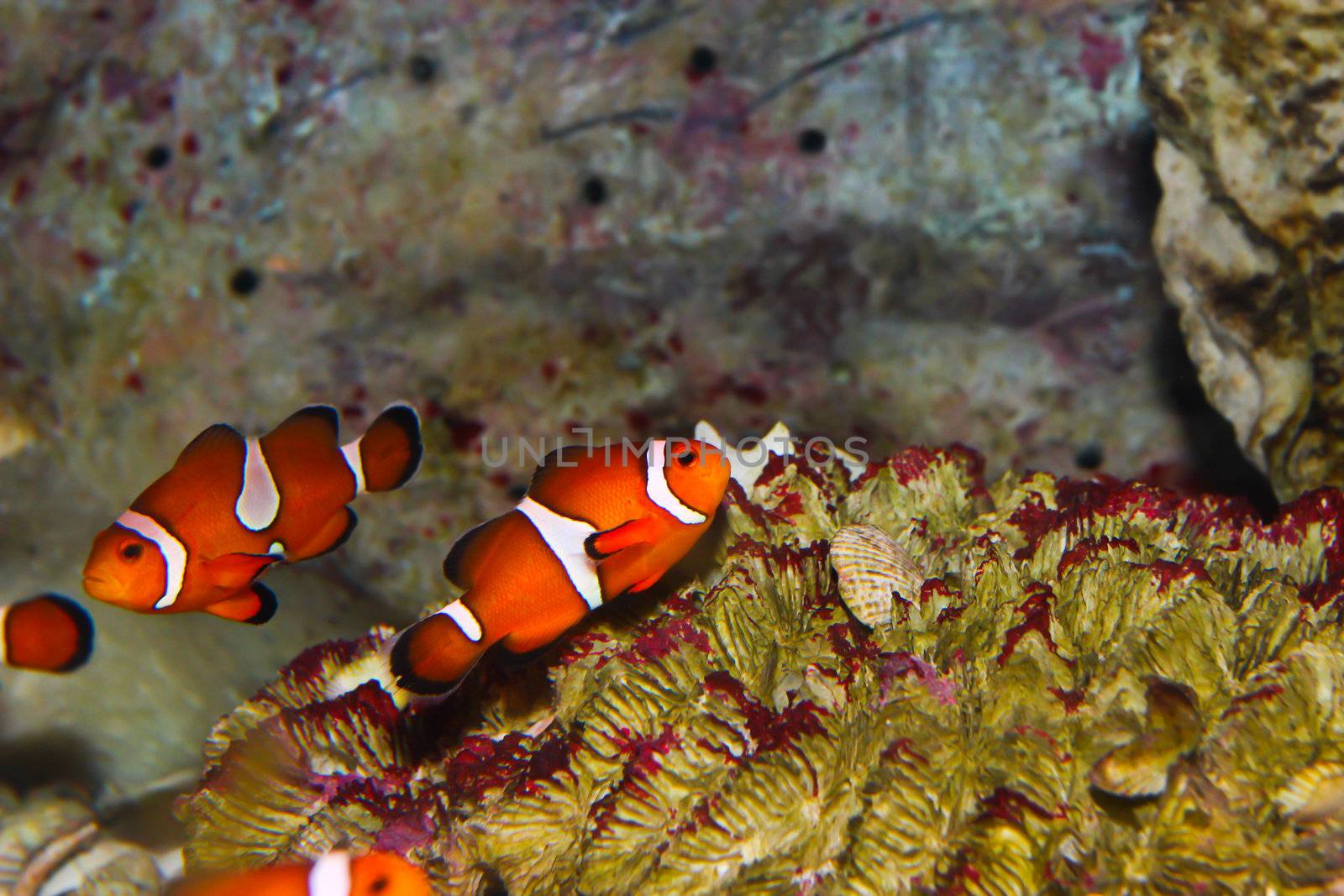 anemonefish – clownfisch by bajita111122