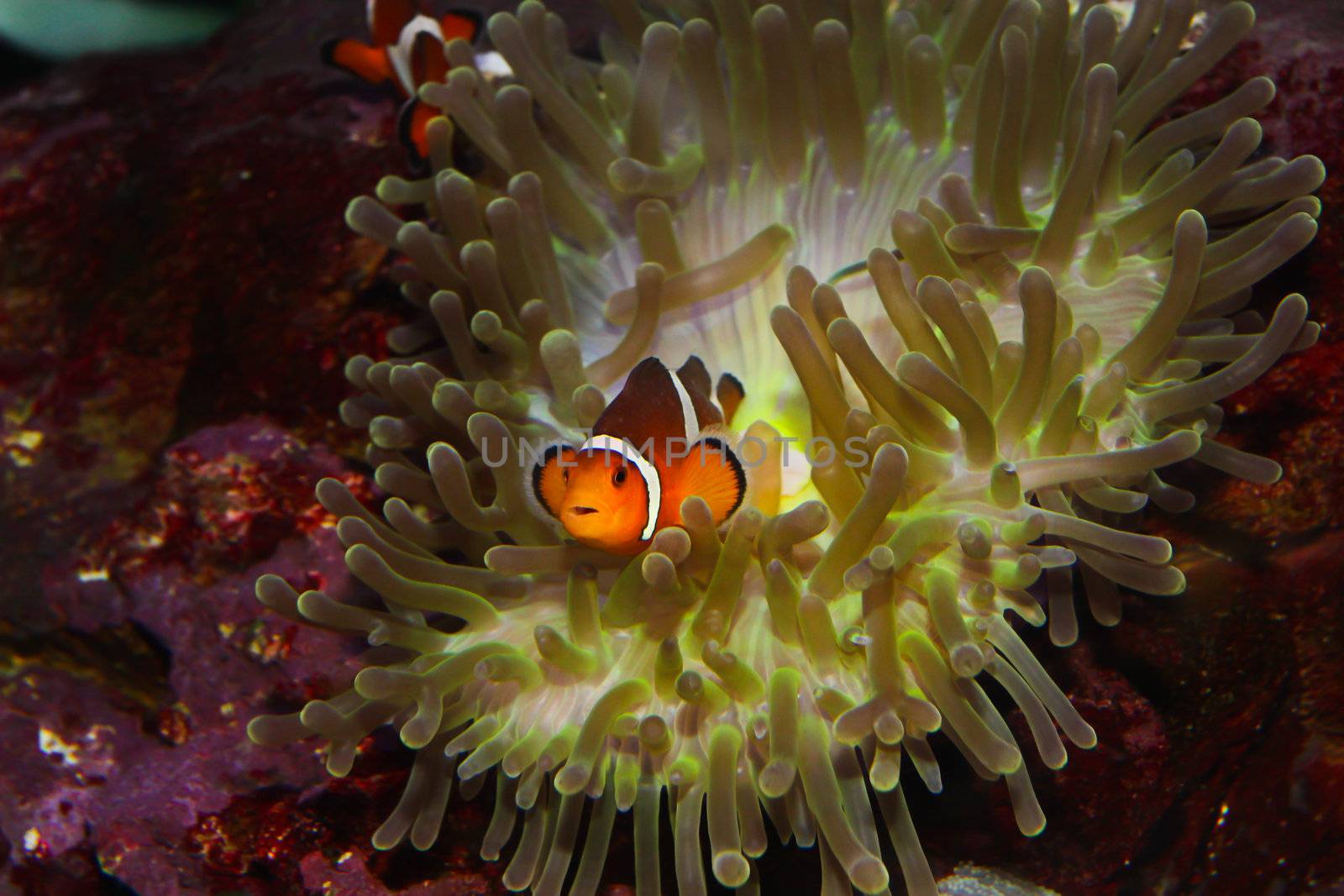 anemonefish – clownfisch by bajita111122