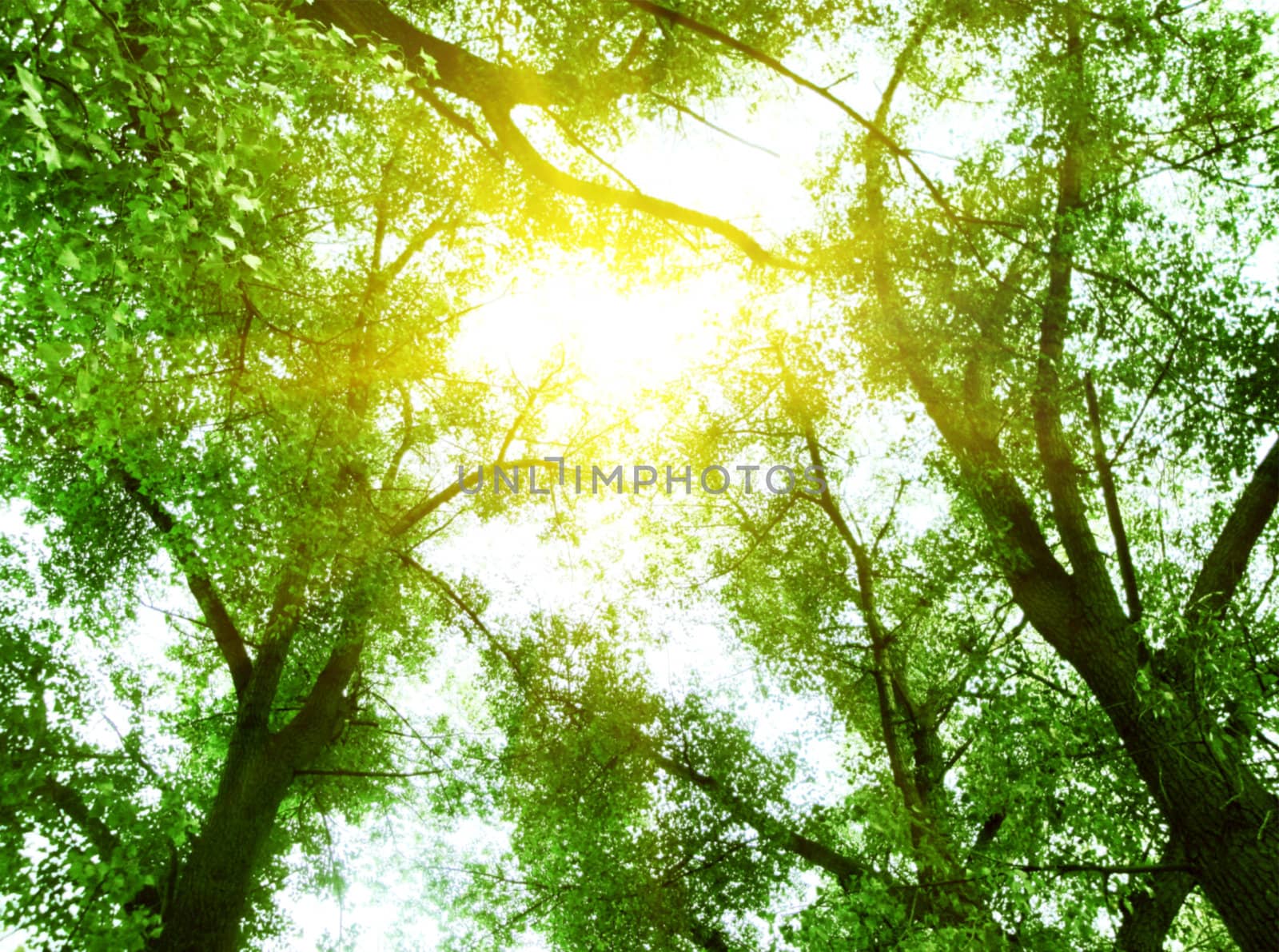 Green leaves