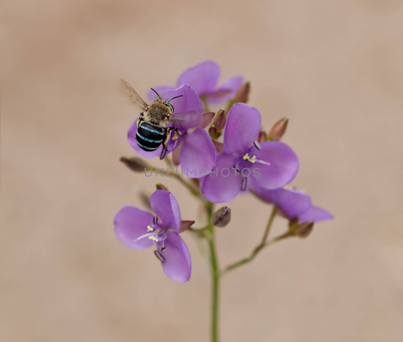 Australia biodiversity native solitary buzz bee blue banded honey bee Amagilla cingulata collecting pollen from Australian purple mauve wildflower Murdannia graminea flowers