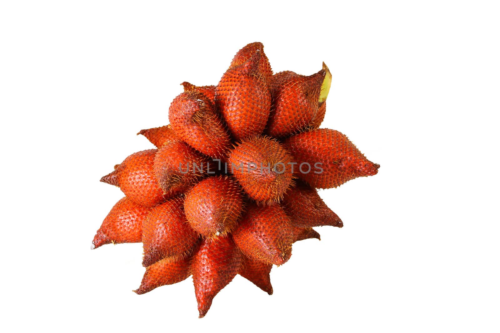 Sala or Zalacca, sweet and sour fruit from Thailand isolated on  by bajita111122