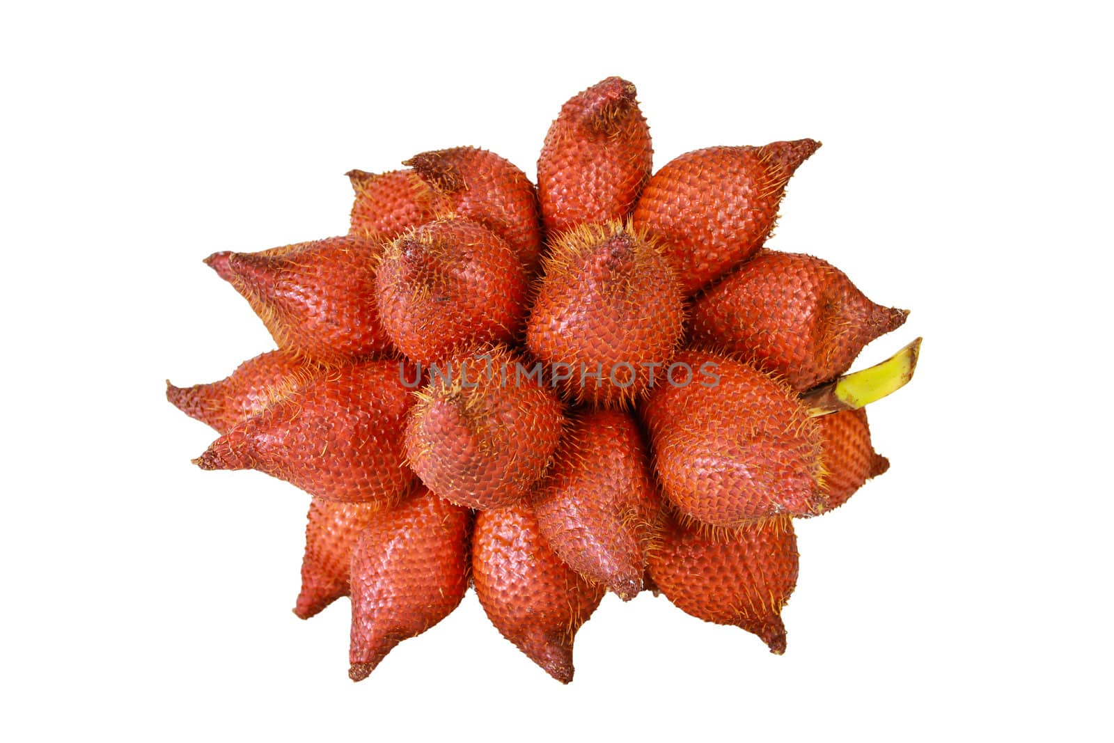 Sala or Zalacca, sweet and sour fruit from Thailand isolated on  by bajita111122