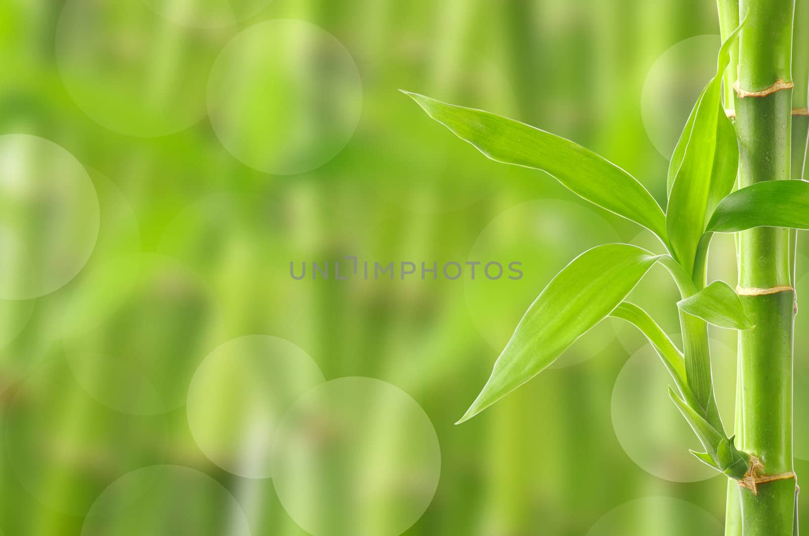 bamboo