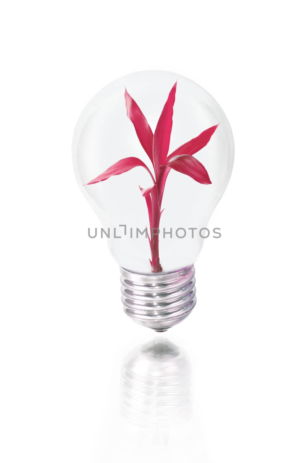 bulb with red plant