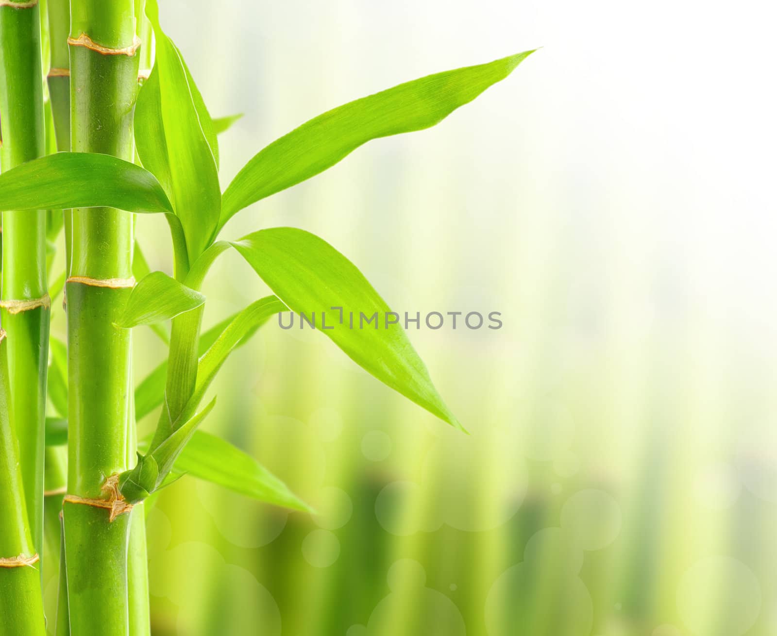 Bamboo background with copy space