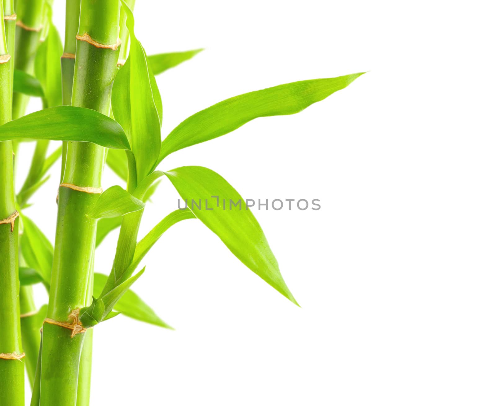 Bamboo background with copy space