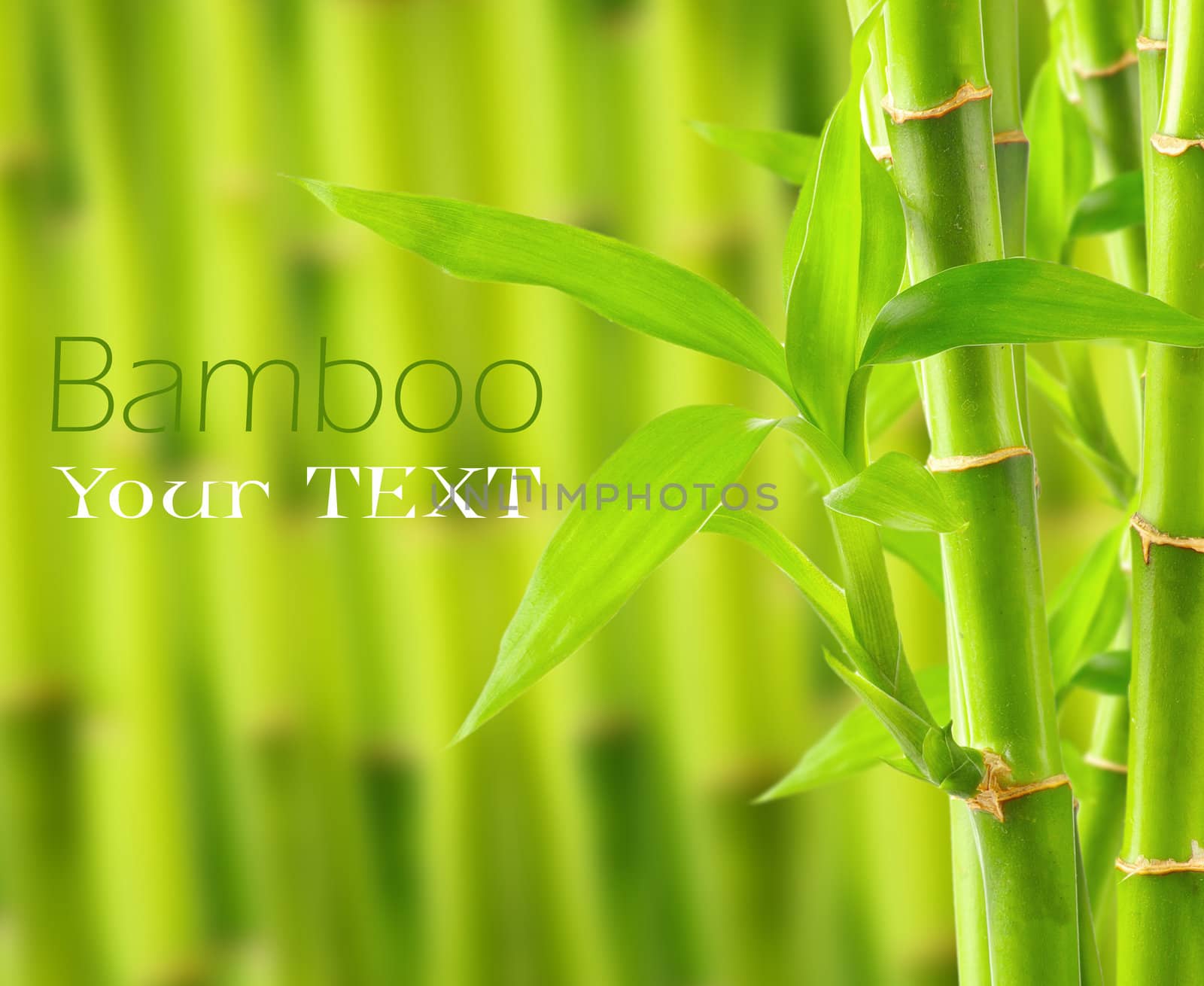 Bamboo background with copy space