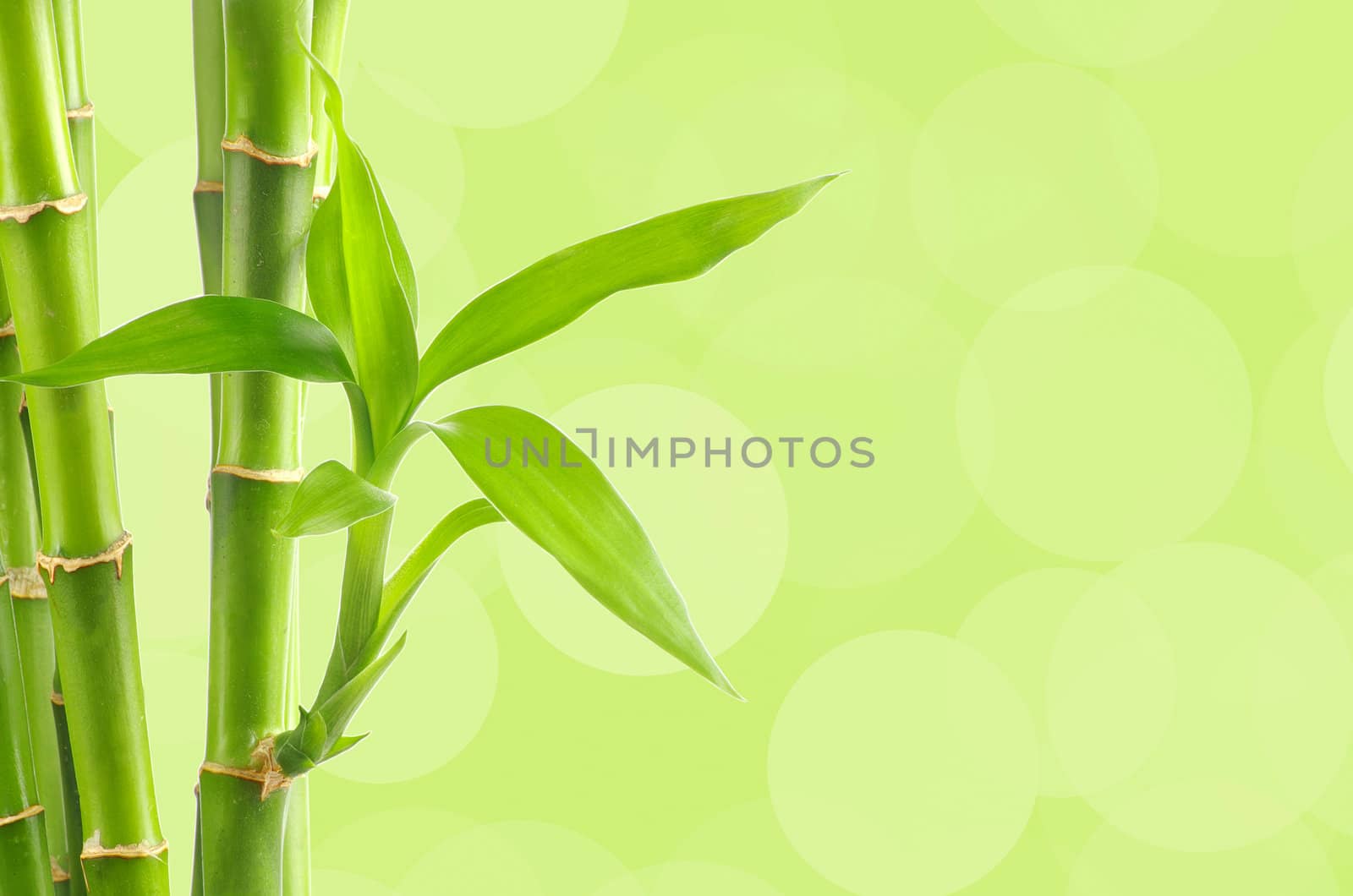 bamboo
