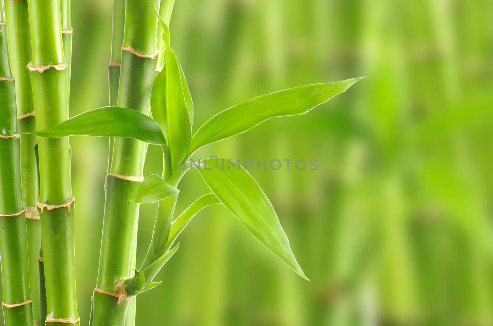 bamboo