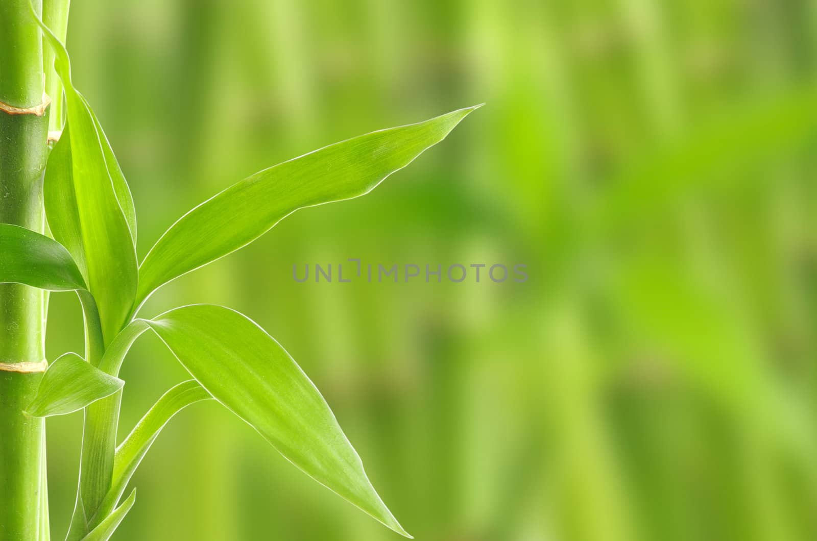 bamboo