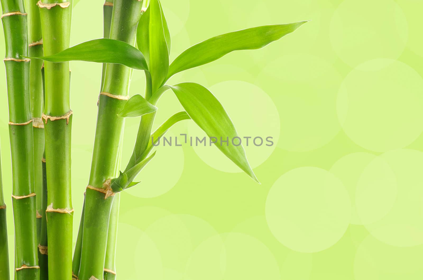 bamboo