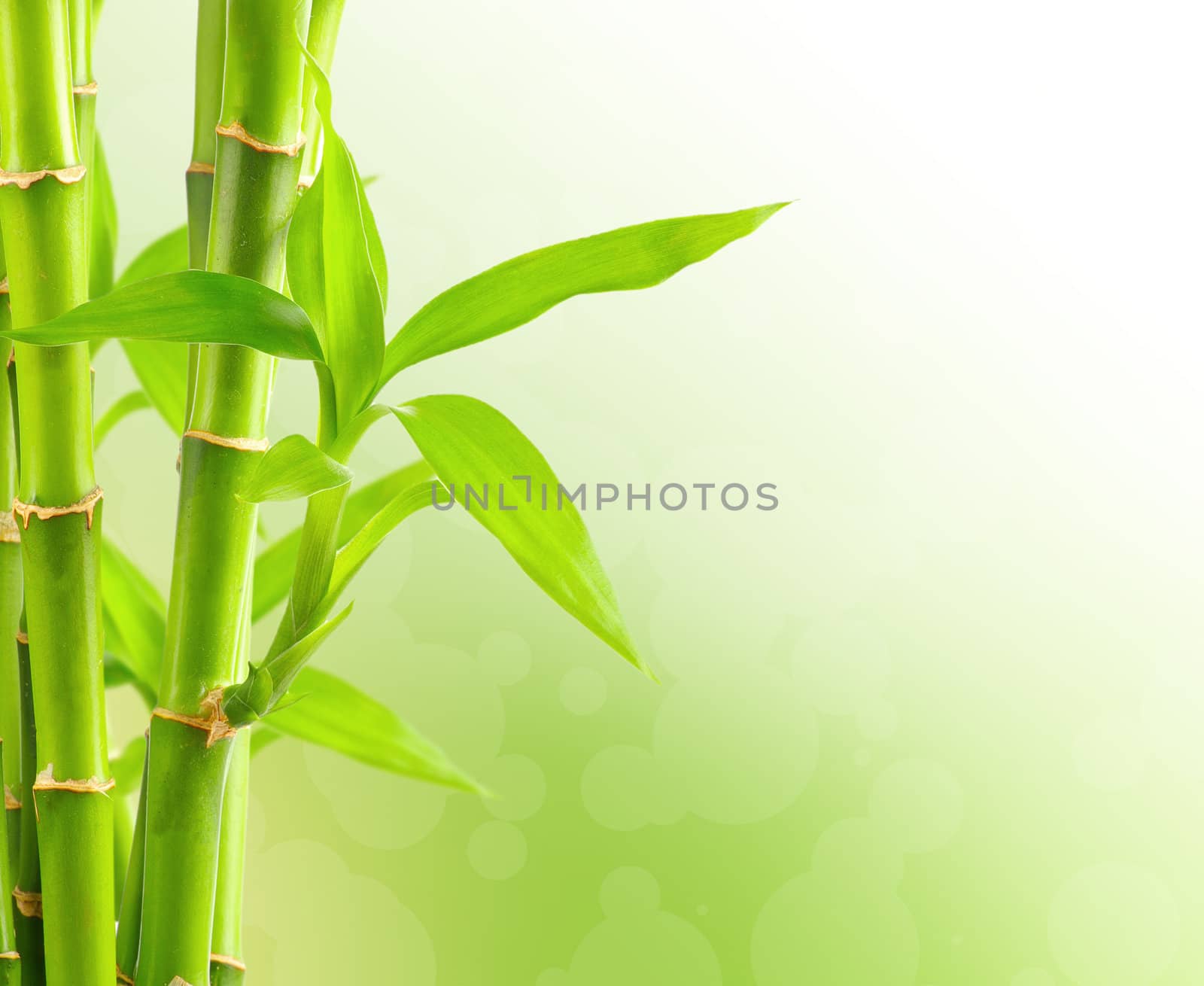 Bamboo background with copy space