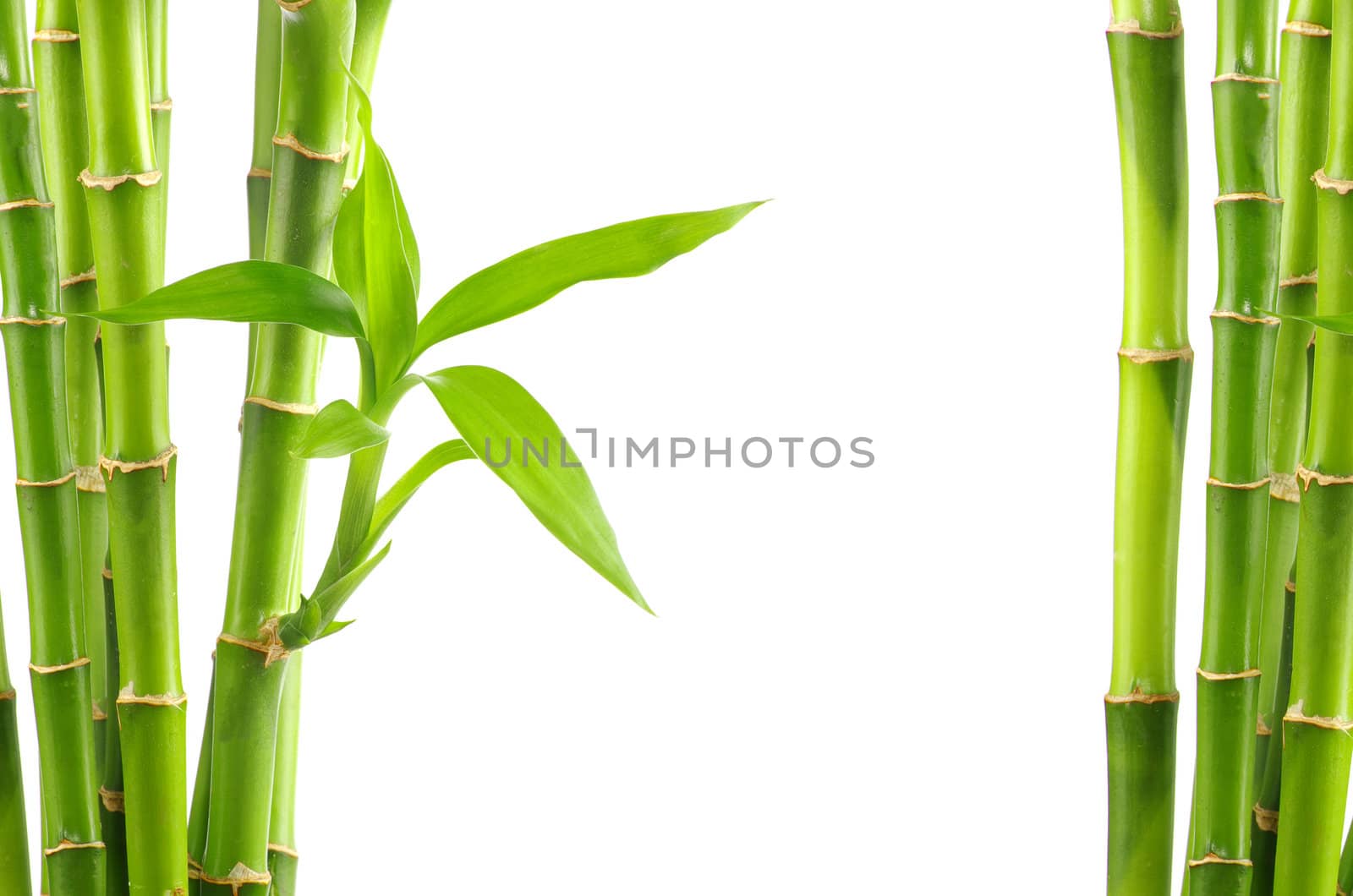 bamboo isolated on white