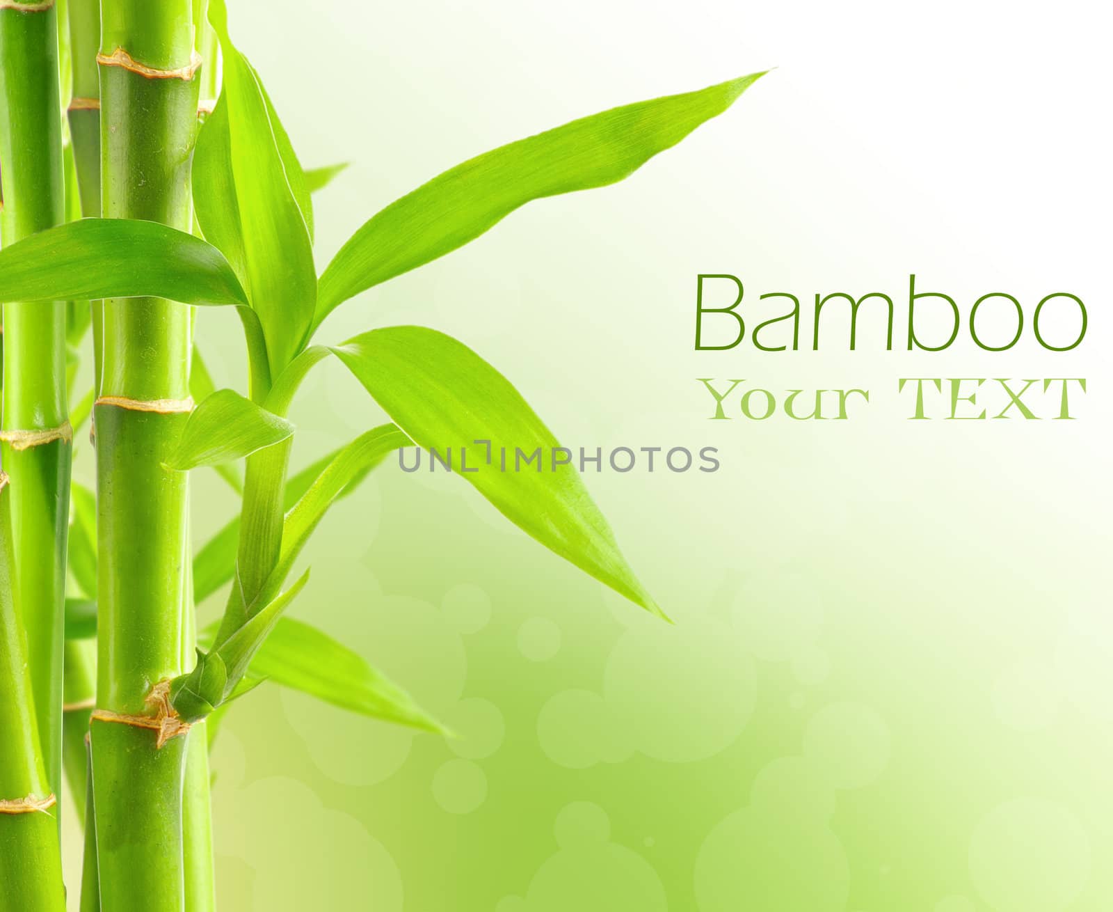 Bamboo background with copy space