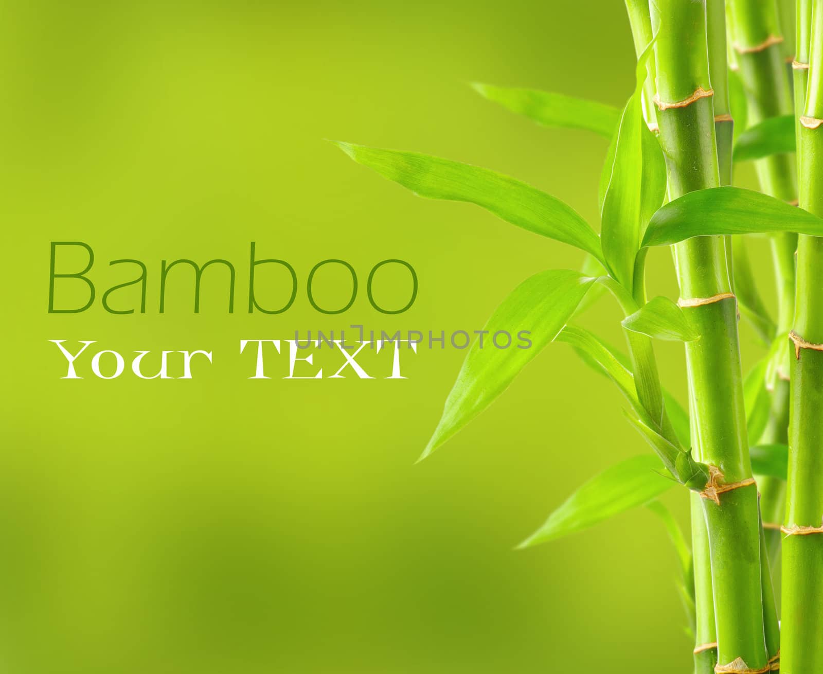 Bamboo background with copy space