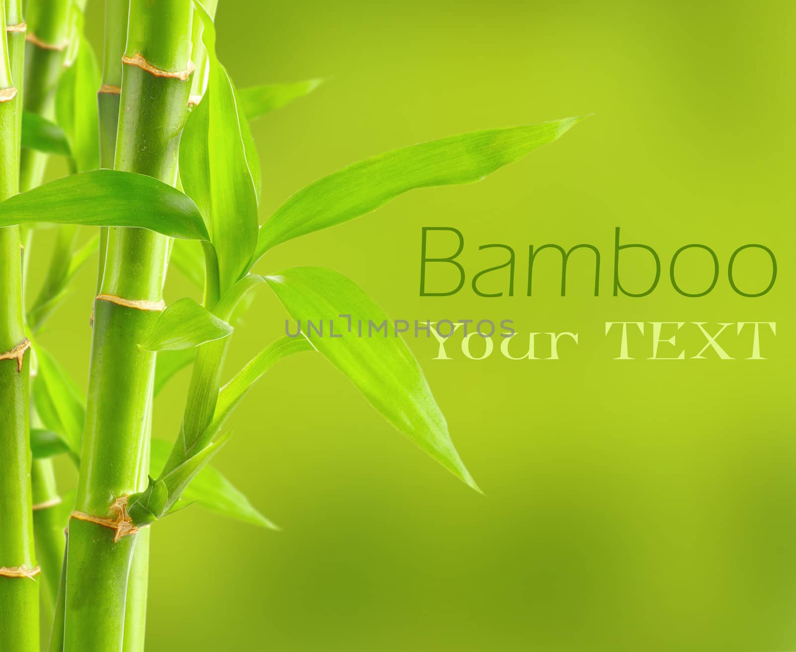 Bamboo background with copy space