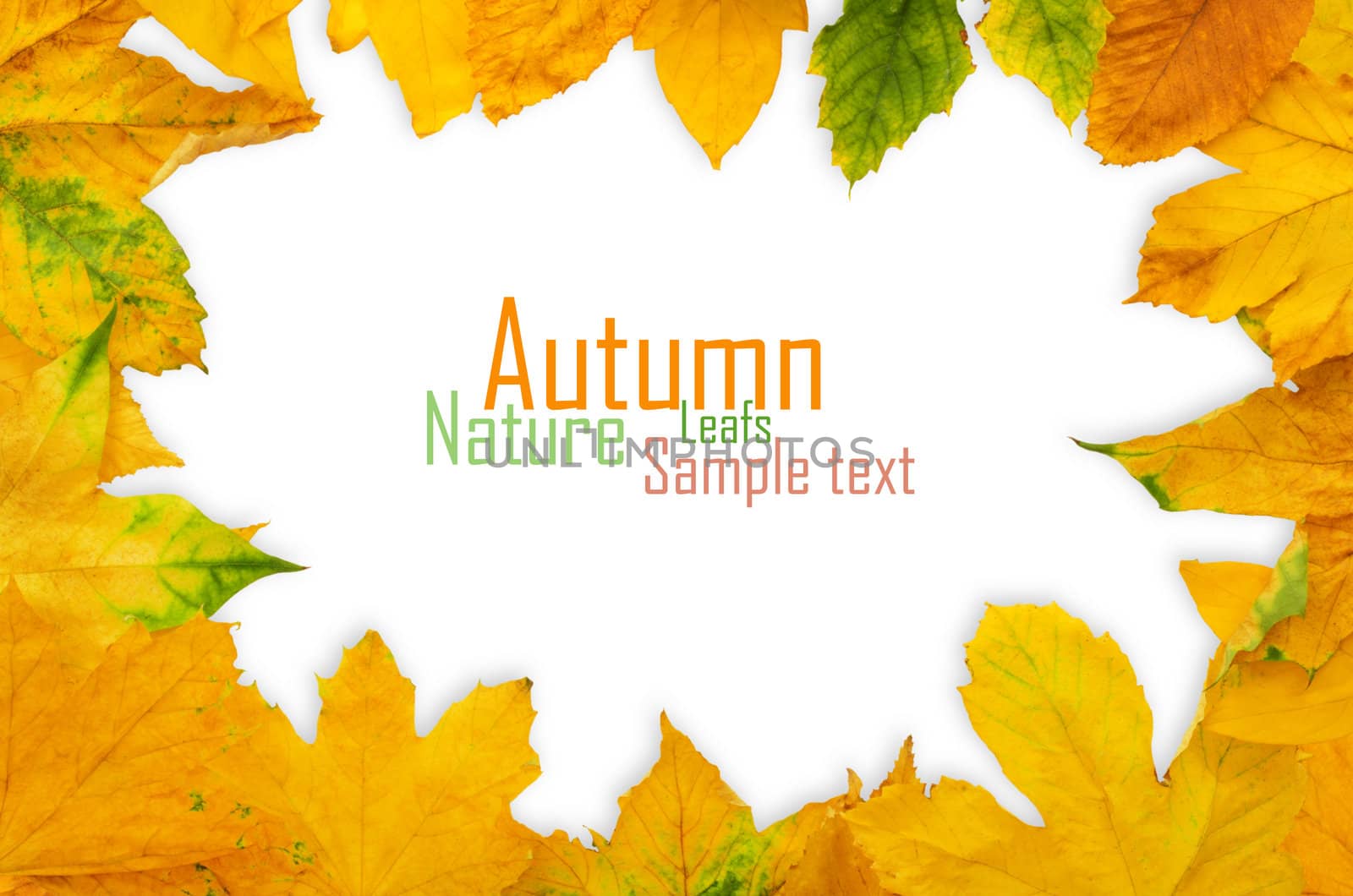 Autumn Maple Leafs