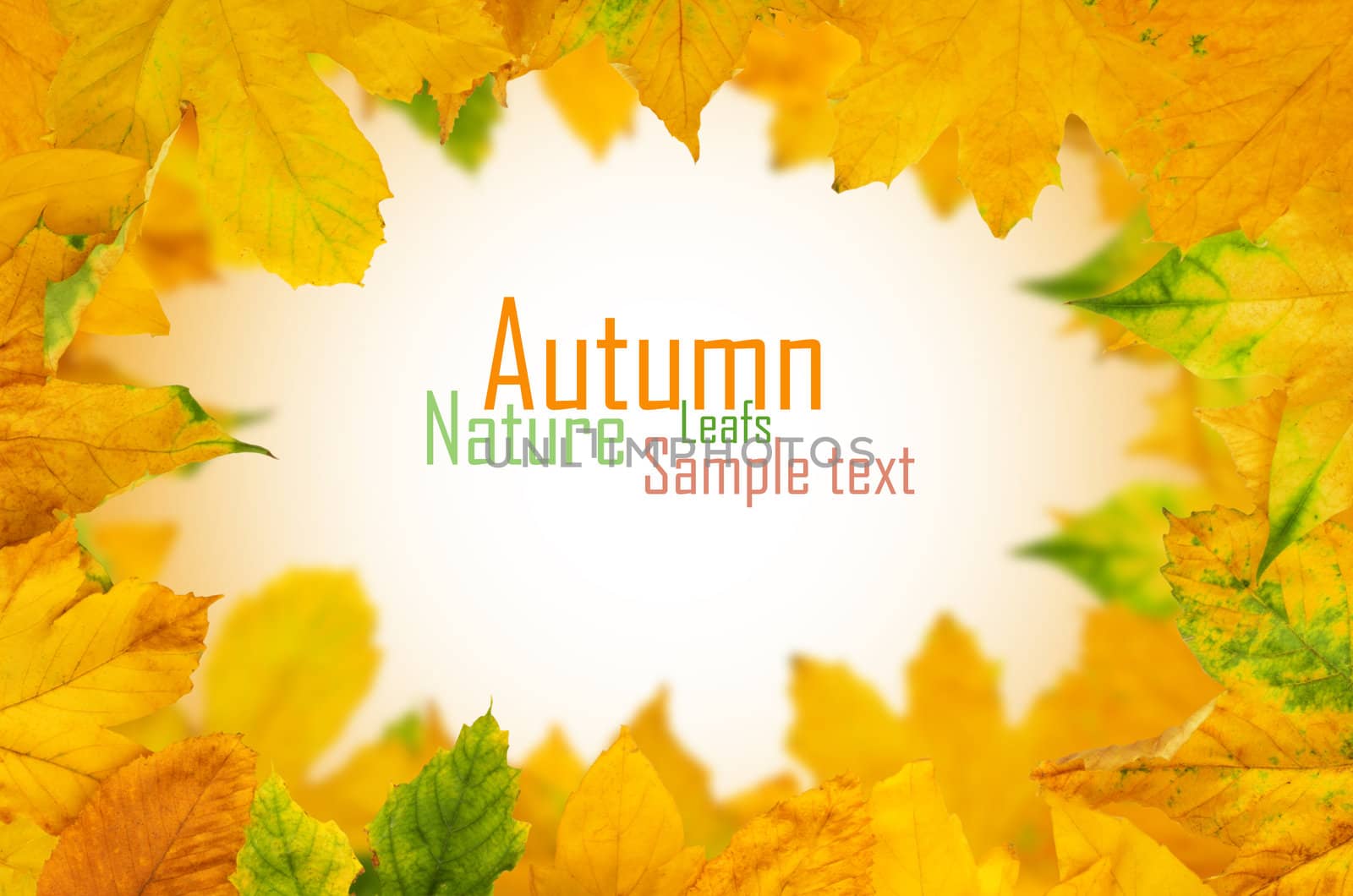 Autumn Maple Leafs