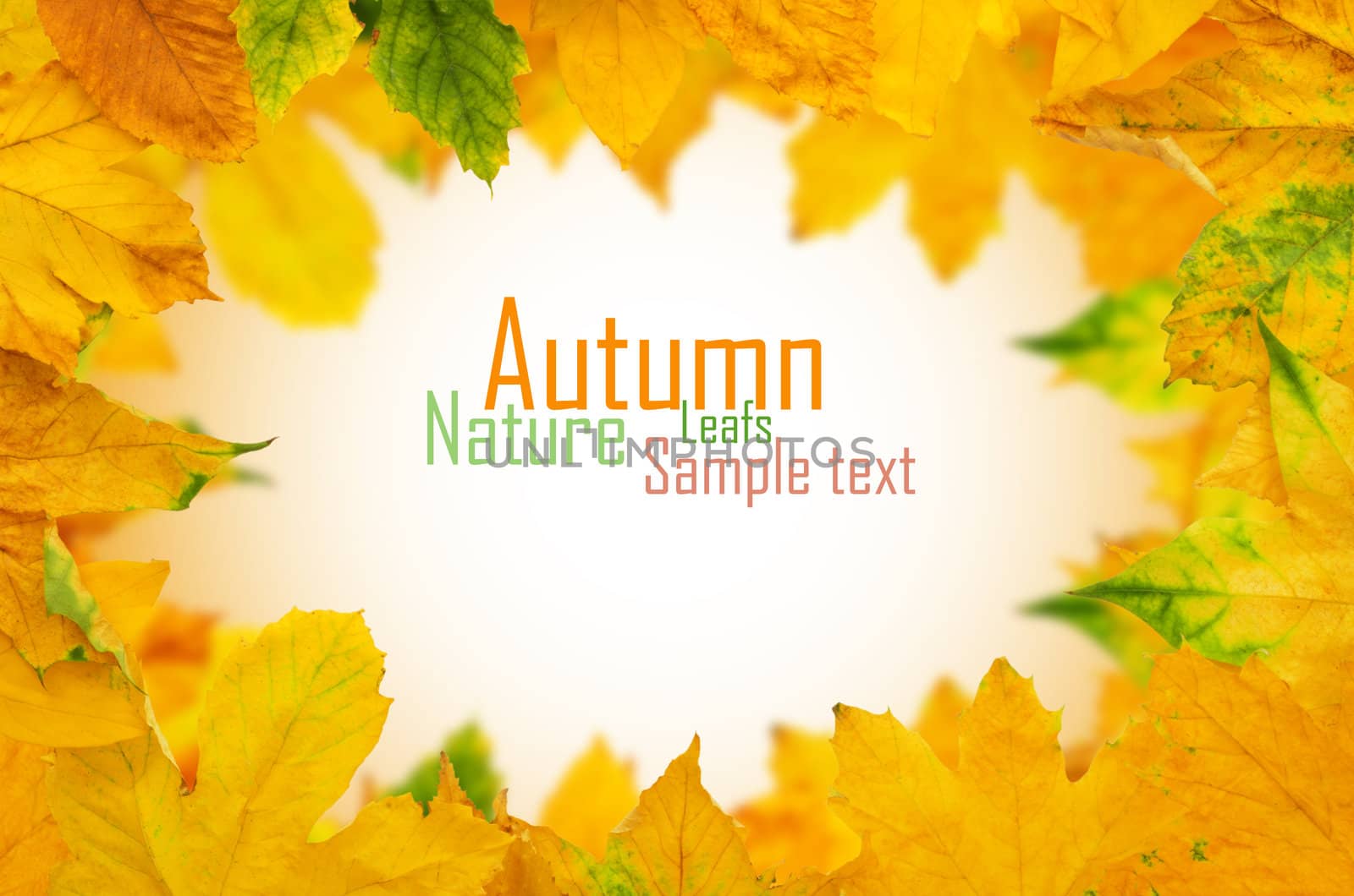 Autumn Maple Leafs