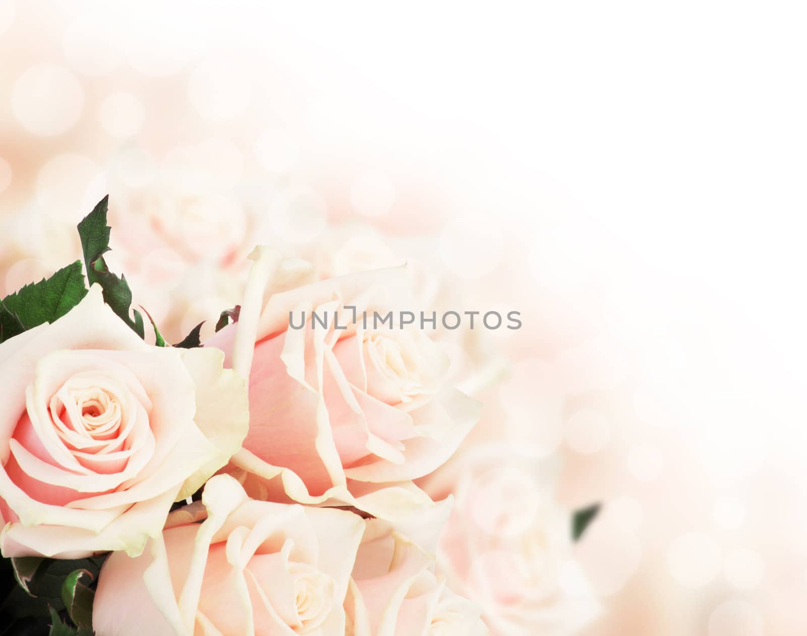 Pink roses