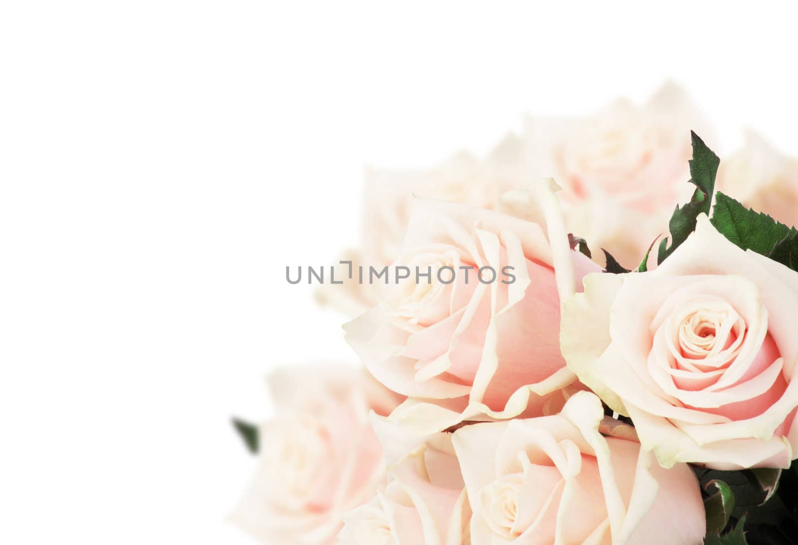 Pink roses